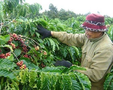Cà phê Việt Nam mất mùa, xuất khẩu sụt giảm mạnh
