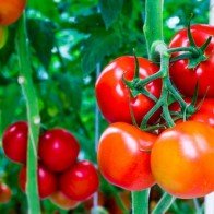 Vì sao gia đình bạn nên ăn cà chua đều đặn?