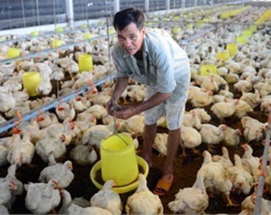 Đùi gà Mỹ giá 20 ngàn khiến người chăn nuôi lỗ 1.300 tỷ
