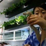 Cà phê rắn tại Nhật Bản