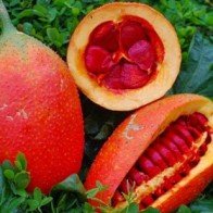 Vì sao hạt gấc được xem là vị thuốc quý trong Đông y?