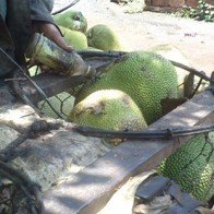 Trái cây đẹp nhờ hóa chất