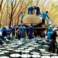 Xuất khẩu cao su kỳ vọng tăng sản lượng nhờ nhân dân tệ phá giá