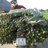 Thương lái đổ xô mua cau non xuất sang Trung Quốc