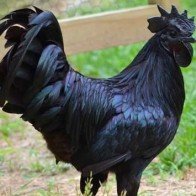 Giống gà hơn 50 triệu đồng/con có gì đặc biệt?