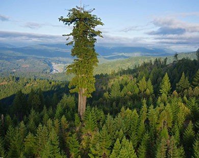 Loài cây cao nhất thế giới cao đến mức độ nào?