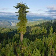 Loài cây cao nhất thế giới cao đến mức độ nào?