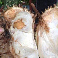 Cách chọn sầu riêng không bị tiêm hóa chất