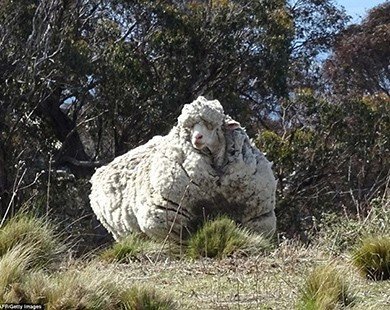 Chú cừu ở Australia gây sửng sốt khi sở hữu bộ lông khổng lồ