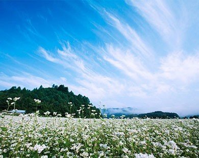 Rộn ràng lễ hội hoa tam giác mạch ở Hàn Quốc