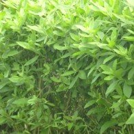 Chữa bách bệnh giá siêu rẻ từ cây cúc tần