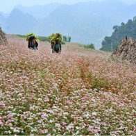 Hà Giang lần đầu tổ chức Lễ hội Hoa tam giác mạch