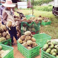 Côn đồ ép giá sầu riêng