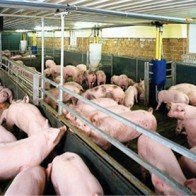 Thịt, sữa ngoại giá rẻ tràn ngập, nông dân hết đường sống?