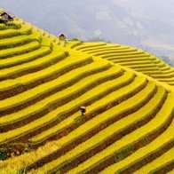 Tuần văn hóa ruộng bậc thang Mù Cang Chải - Mùa vàng trên non