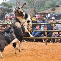 Lần đầu tiên tổ chức hội chọi dê ở Mù Cang Chải (Yên Bái)