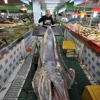 Cá kiếm dài hơn 4 mét lọt lưới ngư dân Trung Quốc