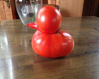 Quả cà chua có hình dáng y hệt 1 chú vịt nhỏ