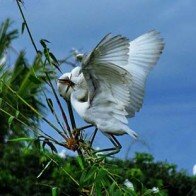 Kinh nghiệm du lịch Cần Thơ mùa nước nổi