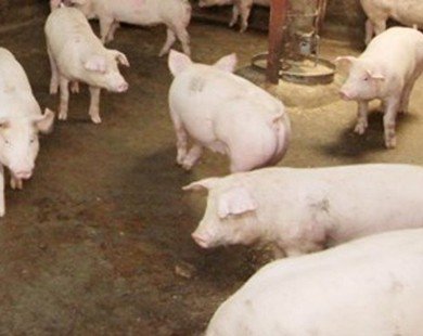 Tây Ninh phạt 5 cơ sở dùng chất tạo nạc trong chăn nuôi lợn