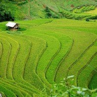 Mù Cang Chải những ngày mùa tháng 9