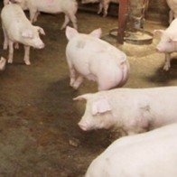 Tây Ninh phạt 5 cơ sở dùng chất tạo nạc trong chăn nuôi lợn
