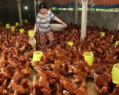 Người chăn nuôi lãi... 2.000 đồng/ con gà