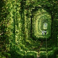 Chiêm ngưỡng hàng cây thần tiên có thật trên thế giới