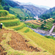 Bức họa tuyệt sắc