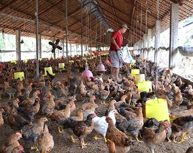 Nông dân Hà Nội có nguy cơ đổ nợ ngân hàng vì nuôi gà thua lỗ