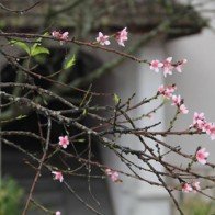 Chuyện lạ đào Sapa nở hoa giữa mùa thu