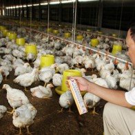 3 cách giảm ảnh hưởng tiêu cực từ TPP