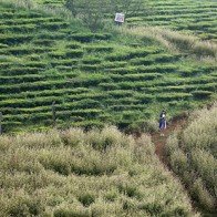 Chiêm ngưỡng hoa tam giác mạch khi đi du lịch Mộc Châu