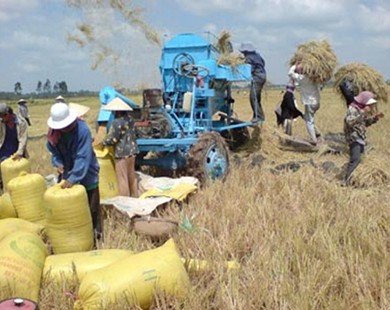 Việt Nam không thiếu gạo cho xuất khẩu