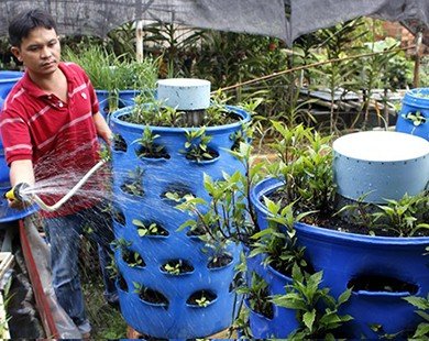 Mô hình trồng rau sạch từ rác giá 1 triệu đồng