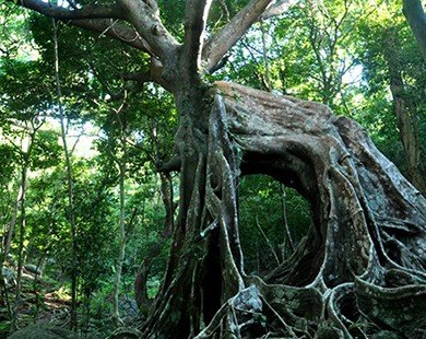 Chiêm ngưỡng cây đa độc nhất vô nhị ở bán đảo Sơn Trà