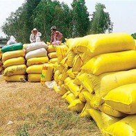 Lúa gạo ĐBSCL đang lên cơn sốt