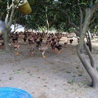 Gà thả vườn rớt giá
