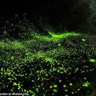 Ngắm thiên đường đom đóm ngoài trời đầu tiên ở Trung Quốc