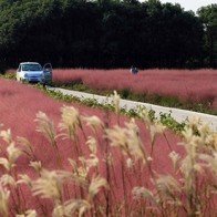 Cánh đồng cỏ hồng đẹp như mơ