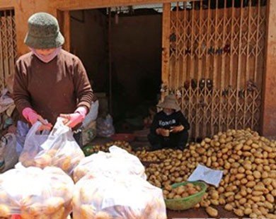 Cấm đưa khoai tây Trung Quốc vào bán tại Chợ nông sản Đà Lạt