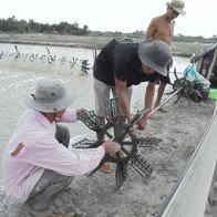 Kỳ vọng vụ tôm cuối năm