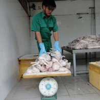 Hãi hùng heo sữa bẩn vẫn có dấu kiểm dịch