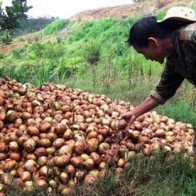 Hành tây Đà Lạt tăng giá đến gần 45.000 đồng/kg