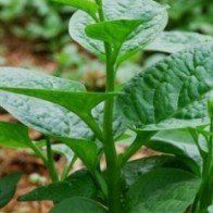 Mẹ mới sinh ăn rau gì là tốt nhất?