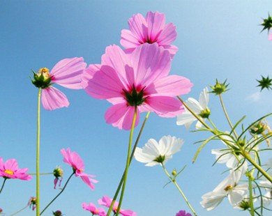 Đà Lạt trồng 60.000 cây hoa cánh bướm cho Festival Hoa
