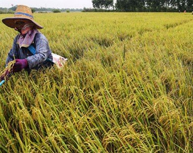 Gạo Thái Lan đối mặt khủng hoảng