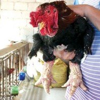 Thương lái lạ săn gà Đông Tảo