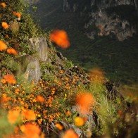 Mùa hoa cúc dại nhuộm vàng cao nguyên đá
