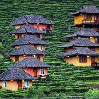 Vẻ đẹp như tranh vẽ của ngôi làng trên đồi chè ở Thái Lan